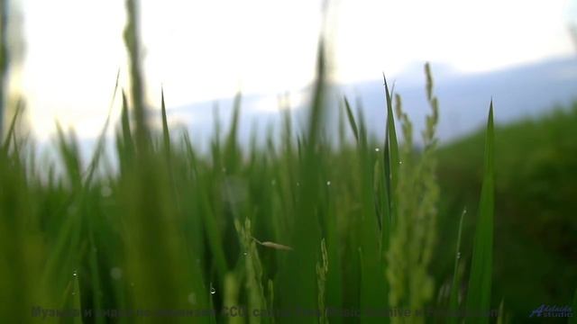 Музыка, которая звучит так, будто её написали духи природы! - Запрещать запрещено (feat. Даша Гусени