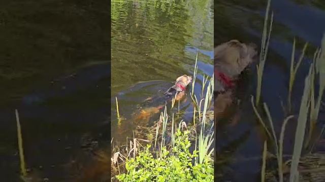 VID-20250604-WA0023.mp4
