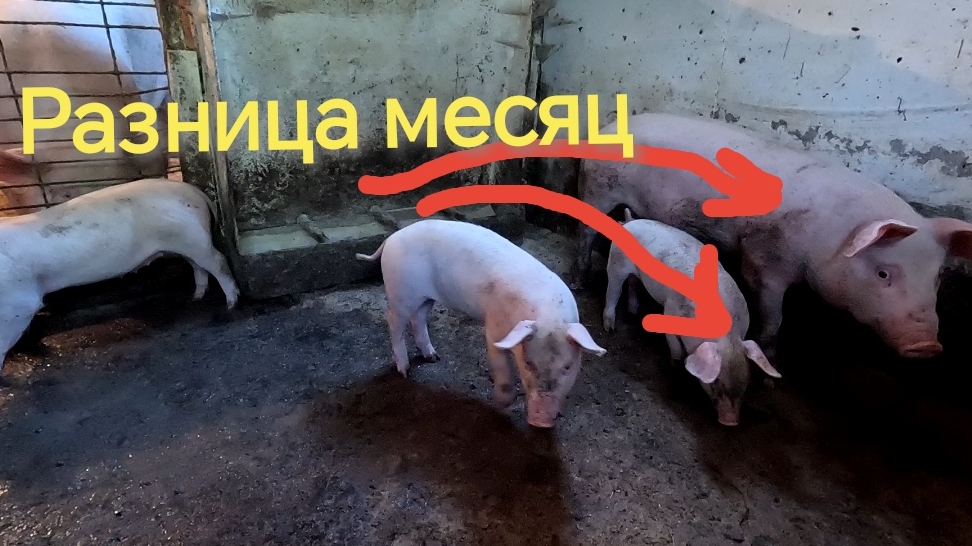 Отбил дрищеватых поросят и подсадил их к старшей сестре. Стартовый период начало