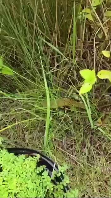 🐌Испанские слизни уже начали появляться в Москве🐌