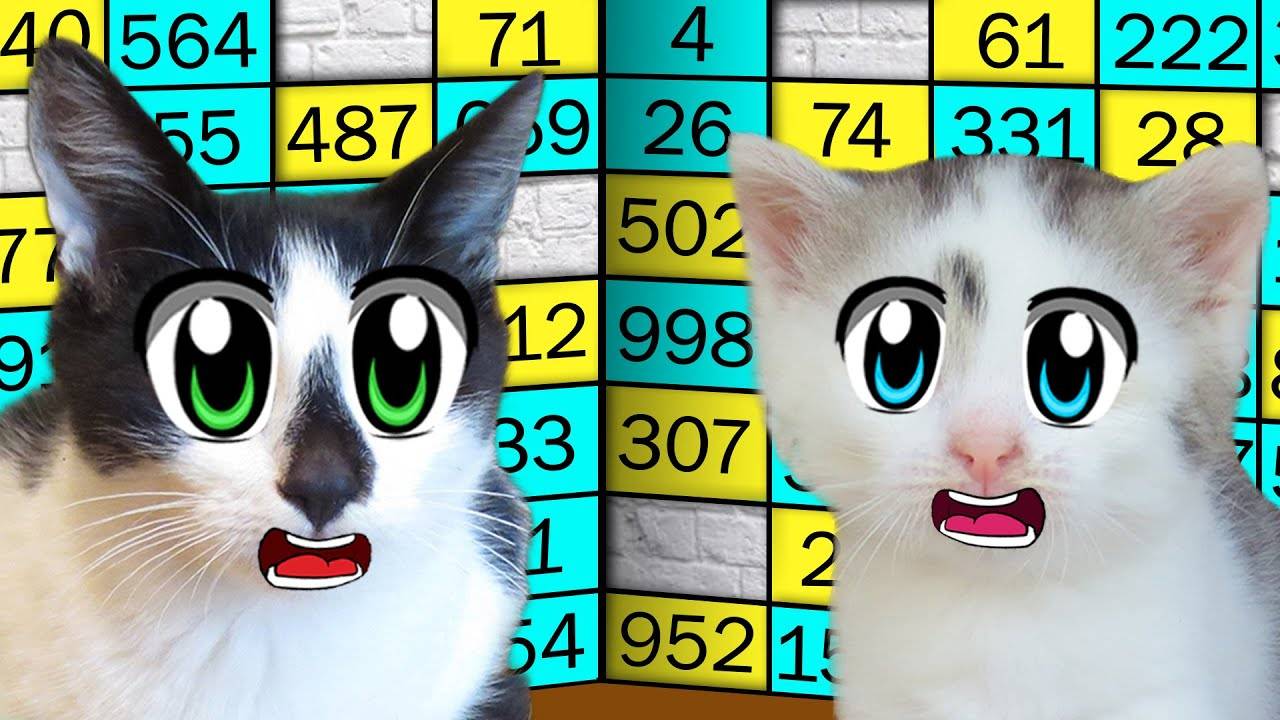 БИТВА КОТИКОВ: кто дойдёт до ФИНАЛА?🏆🐾