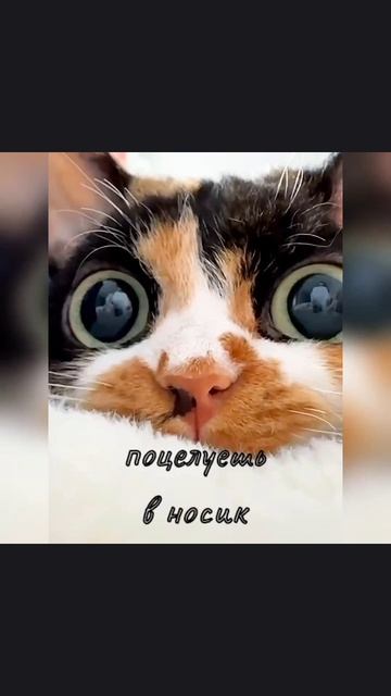 поцелуй меня в носик