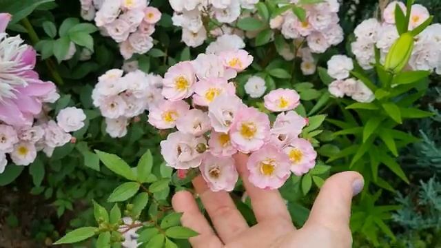 Работа в огороде часть (9)