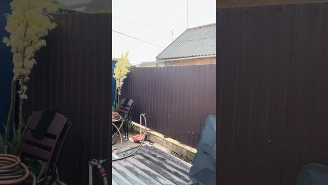 "Кактус-гигант зацвел! + Жук-невидимка объявился в огороде"