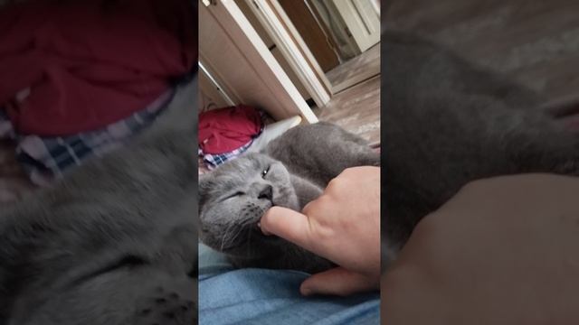 Моя кошечка ,мы отдыхаем ❤️😄