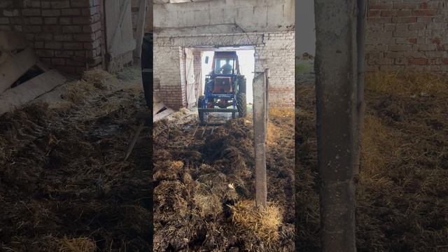 Чистка новоза(глубокой постилки) из фермы трактором ЛТЗ-55А+ПКУ-0,8. Башкортостан, весна 2025