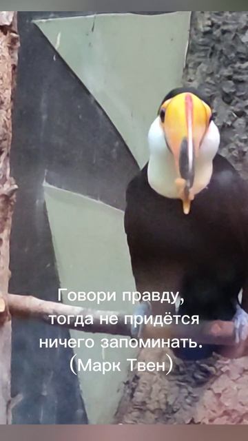 Попугай. Говори правду!