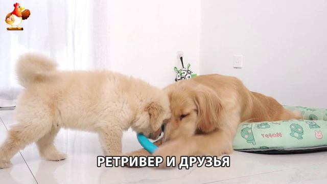 Золотистый ретривер и его друзья милые питомцы 🐕 выпуск (105)
