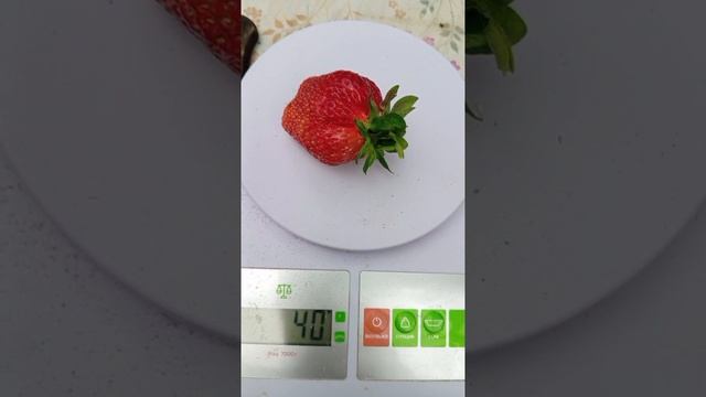 Клубника 40 гр!!👌☺️Подкормка
