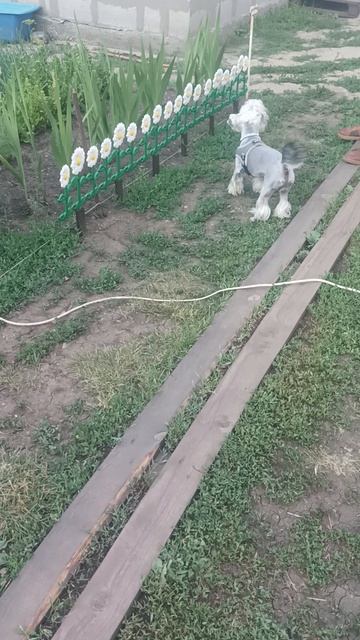 Собака лает на мою кошку, и она почти что моя.