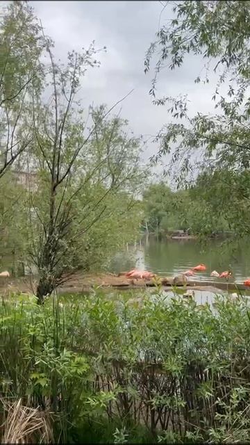 Московский зоопарк #панда #медведь #фламинго