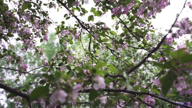 Глаза наполняются слезами красоты при таком сочетании - Garden (Live at OSG) -- Blue Lotus -- Blue L