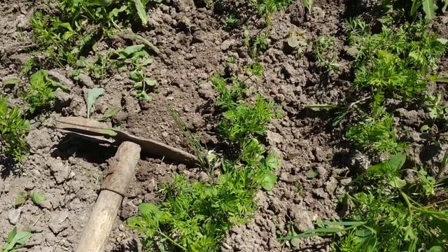 Пять секретов прополки моркови.