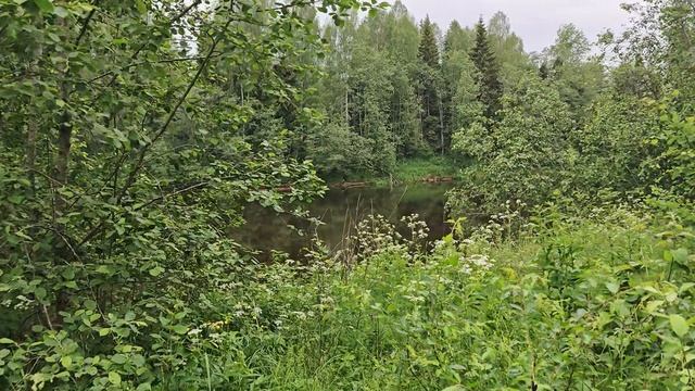 16 га ИЖС ПЕРВАЯ ЛИНИЯ РЕКИ ВОЛГА 200 КМ ОТ ТВЕРИ. 8,5 МЛН. РУБ. КОПЕЙКИ!!!!