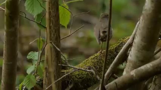 Самые красивые животные на планете: обзор удивительных созданий ч.43