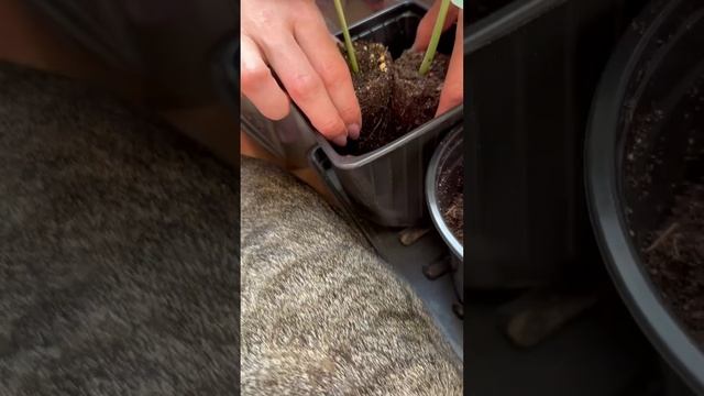 Тот самый способ при котором арбузы точно созреют и не заболеют