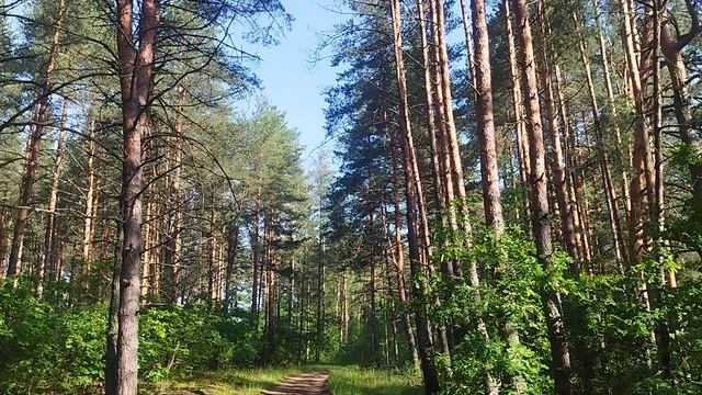 прогулка по сосновому лесу