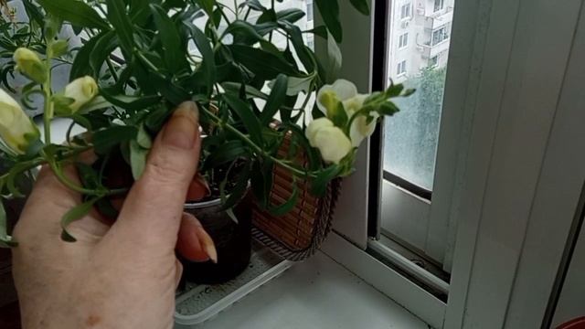 18 ИЮНЯ 2025 Г.  ВОТ ТАКОЙ НА СЕГОДНЯ ОГОРОД -- ЦВЕТНИК У МЕНЯ НА БАЛКОНЕ.