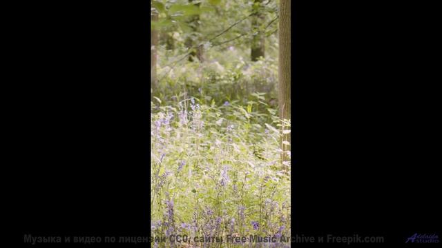 Это видео ПЕРЕВЕРНЁТ твой мир! - Stay-With-Me -- Ketsa -- Summer With Sound