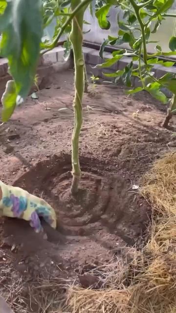 Чтобы томаты не жировали 🍅