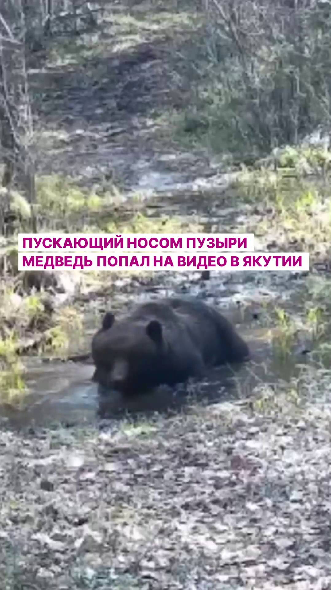 Пускающий носом пузыри медведь попал на видео в Якутии