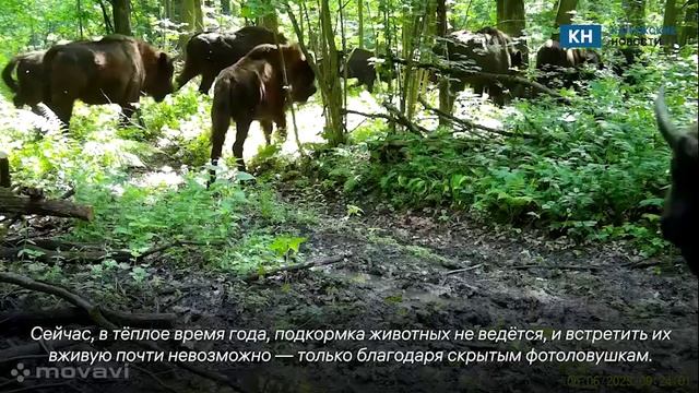 Стадо зубров запечатлели фотоловушки калужского заповедника