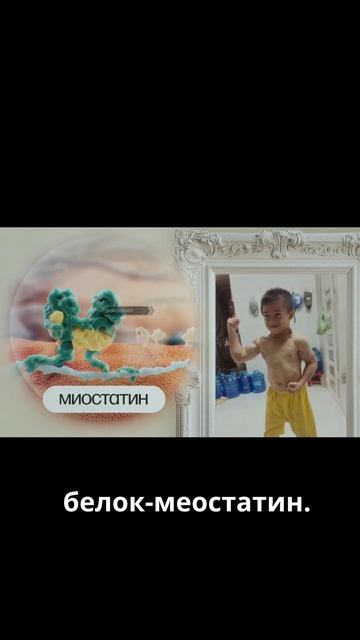 Что такое миостатин — Топлес