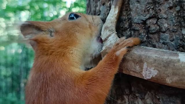 Белка грызёт косточку