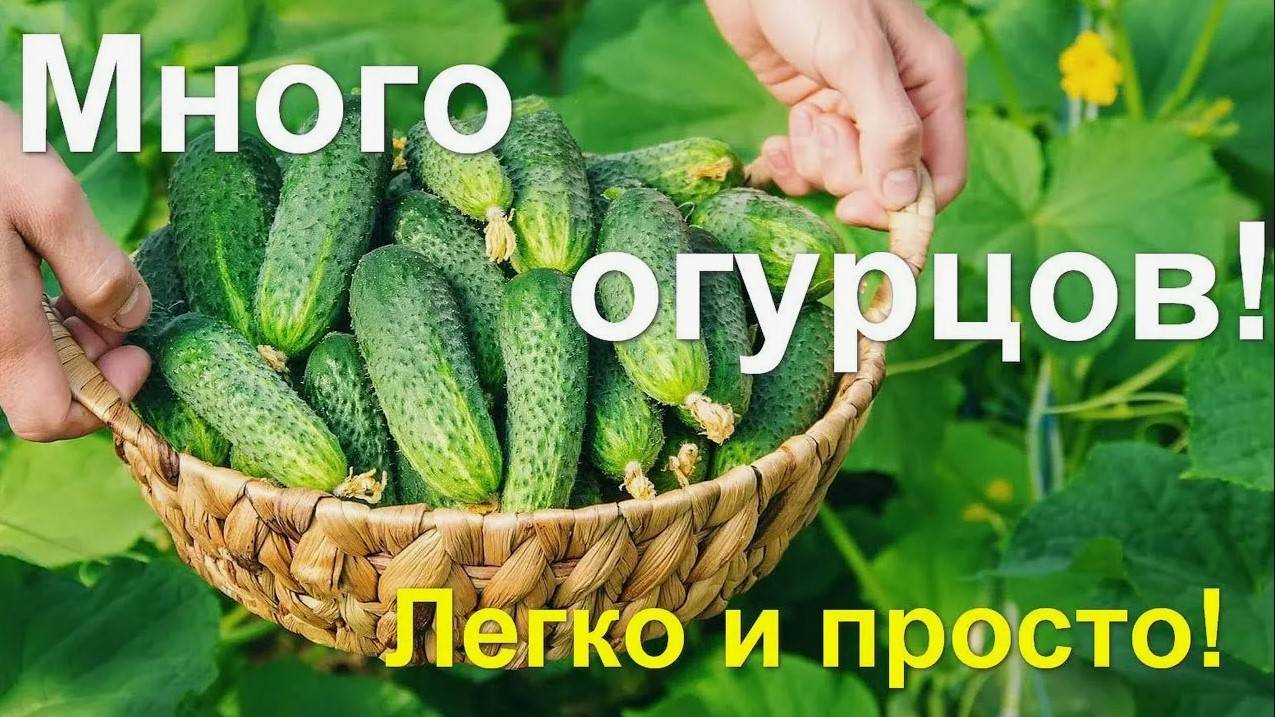 Как получить огромный урожай огурцов без ошибок