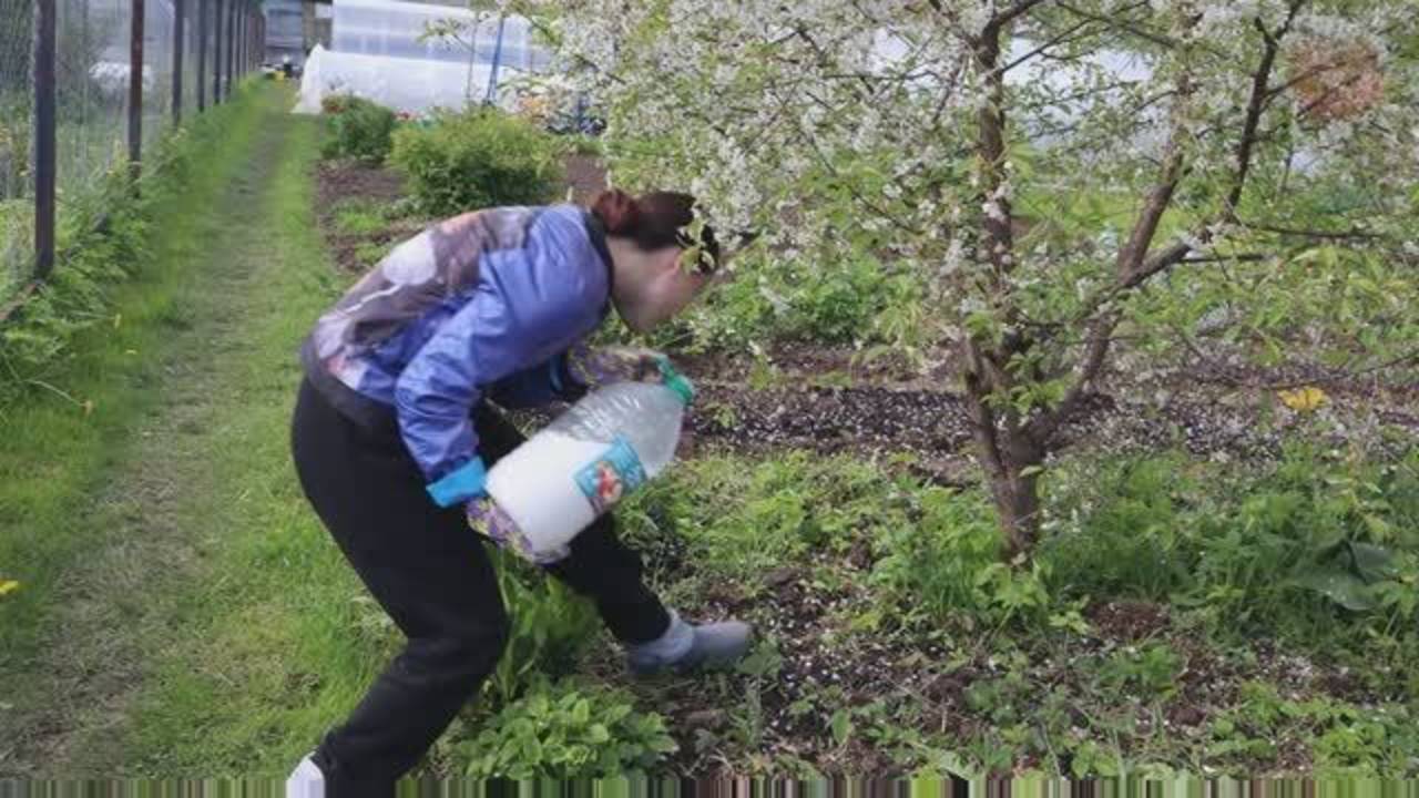 ВСЕ ЦВЕТЫ ПРЕВРАТЯТСЯ В ПЛОДЫ! Чем полить вишню и сливу во время цветения для мегаурожая