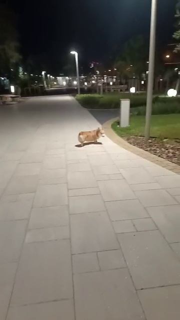 Руби на вечерней прогулке в своем любимом сквере. Серова .🐶😍