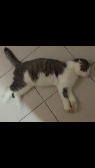котик Мурзик найдись