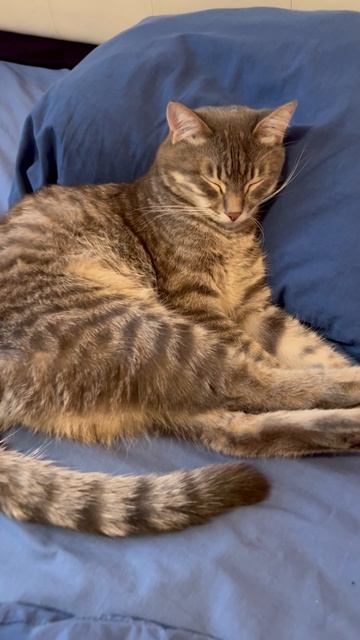 Мило спящий котик 🐱
