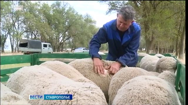 Ставропольская шерсть бьет рекорды экспорта