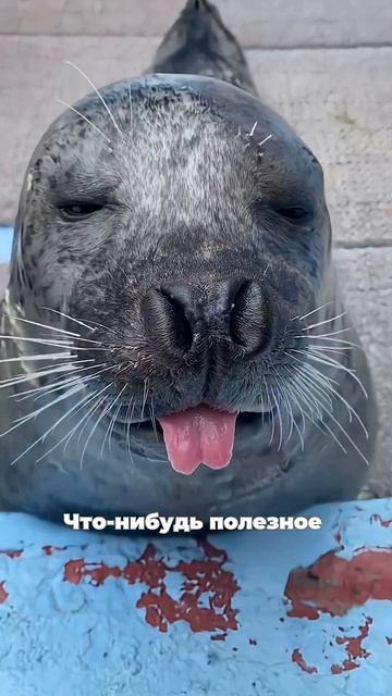 #гаджеты #детииродители #мем #юмор #smartphone #memes #смешно #дети #каникулы #родителиидети #москва