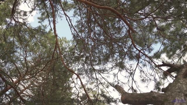 Пейзажи зажигаются в такт каждой новой мелодии - Punkz In Taman Mini Indonesia Indah -- Irama Gema -
