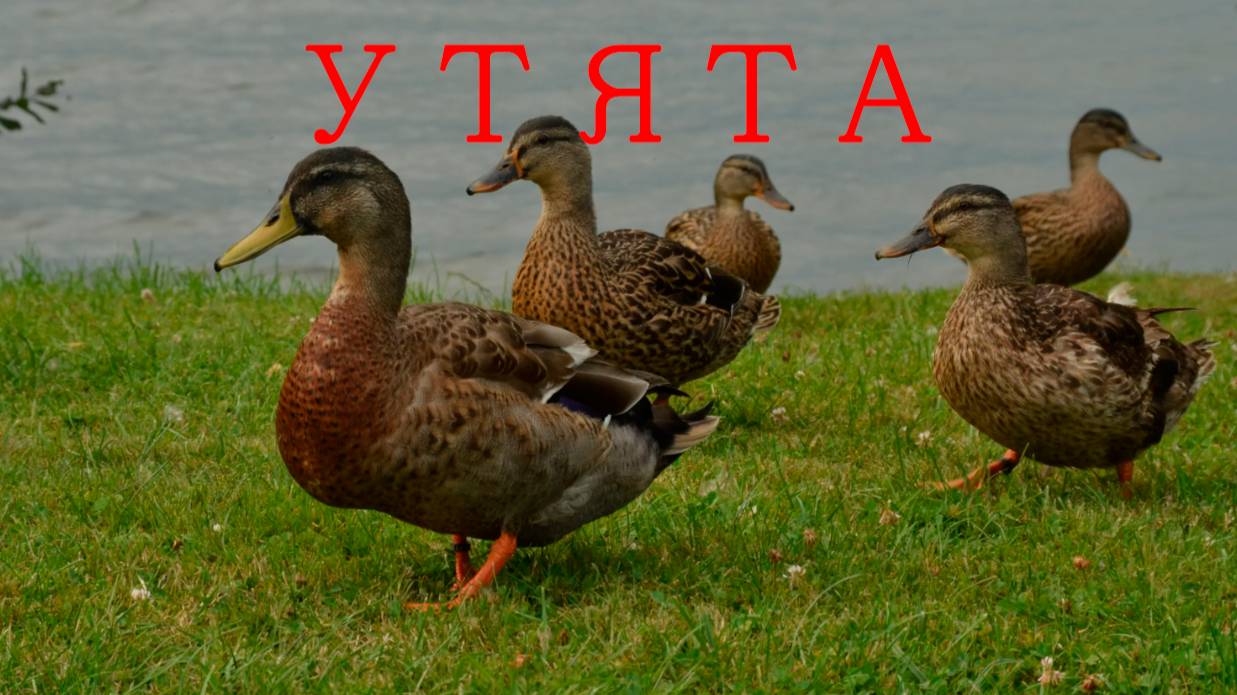 Курс водолазов открыт