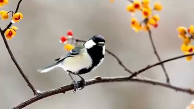 Самые красивые животные на планете: обзор удивительных созданий ч.79