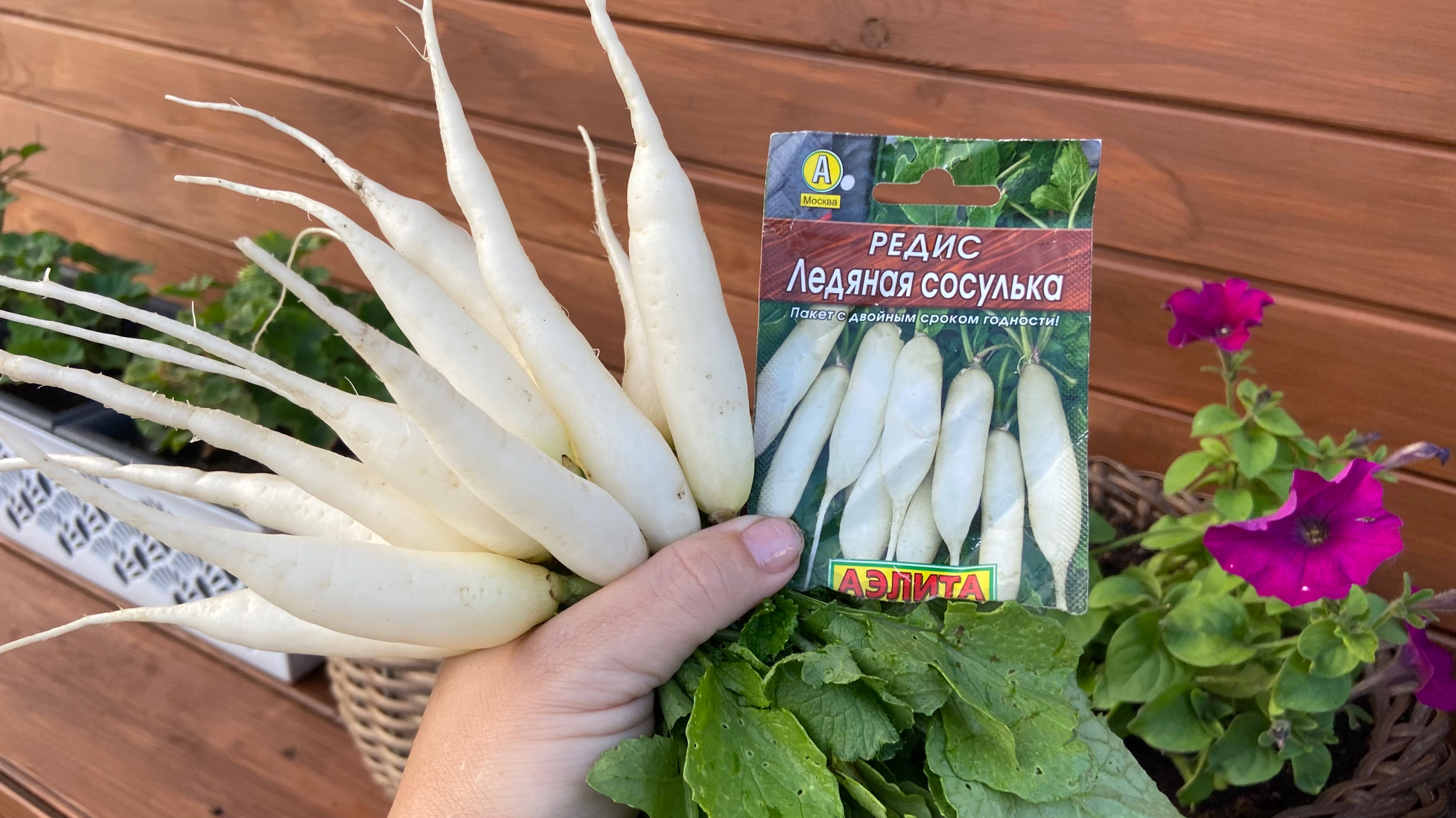 Рассказываю свое мнение о редисе  «ледяная сосулька».
