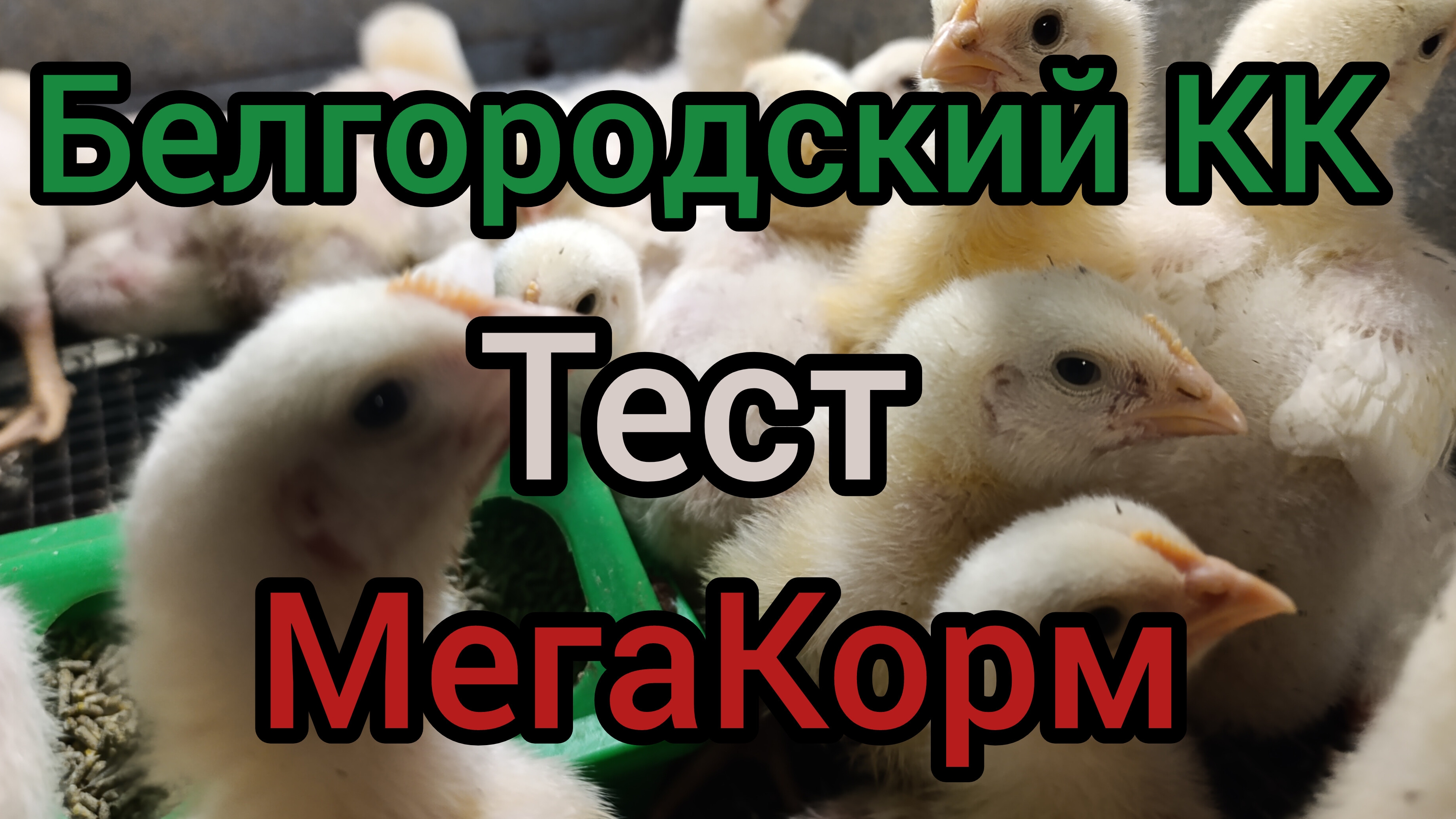 Вес бройлеров в 28 дней.
