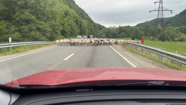 Ха ха овцы атакуют)))