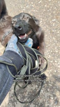 Вот например Мята