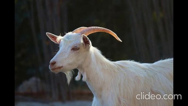 TRUMP'S GOAT