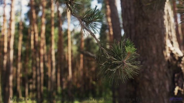 Что скрывают эти звуки - E-Musik -- Phillip Gross -- Quart