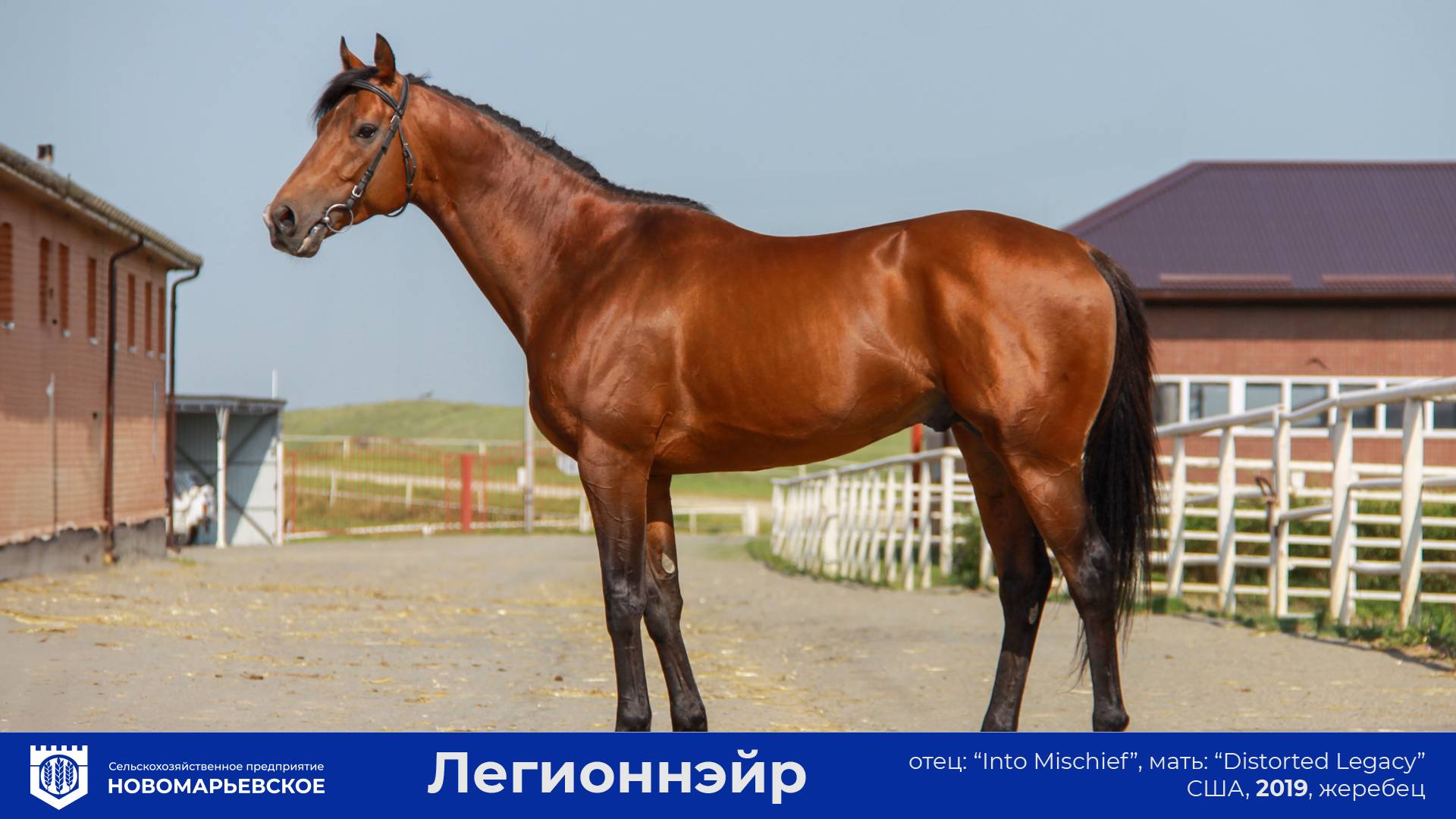 Действующий жеребец-производитель. Легионнэйр (Legionnaire) (США) 2019