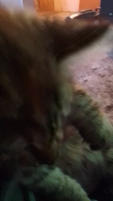 котик