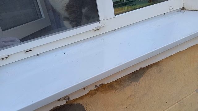 Фея и  кот толстун 🐈🐕