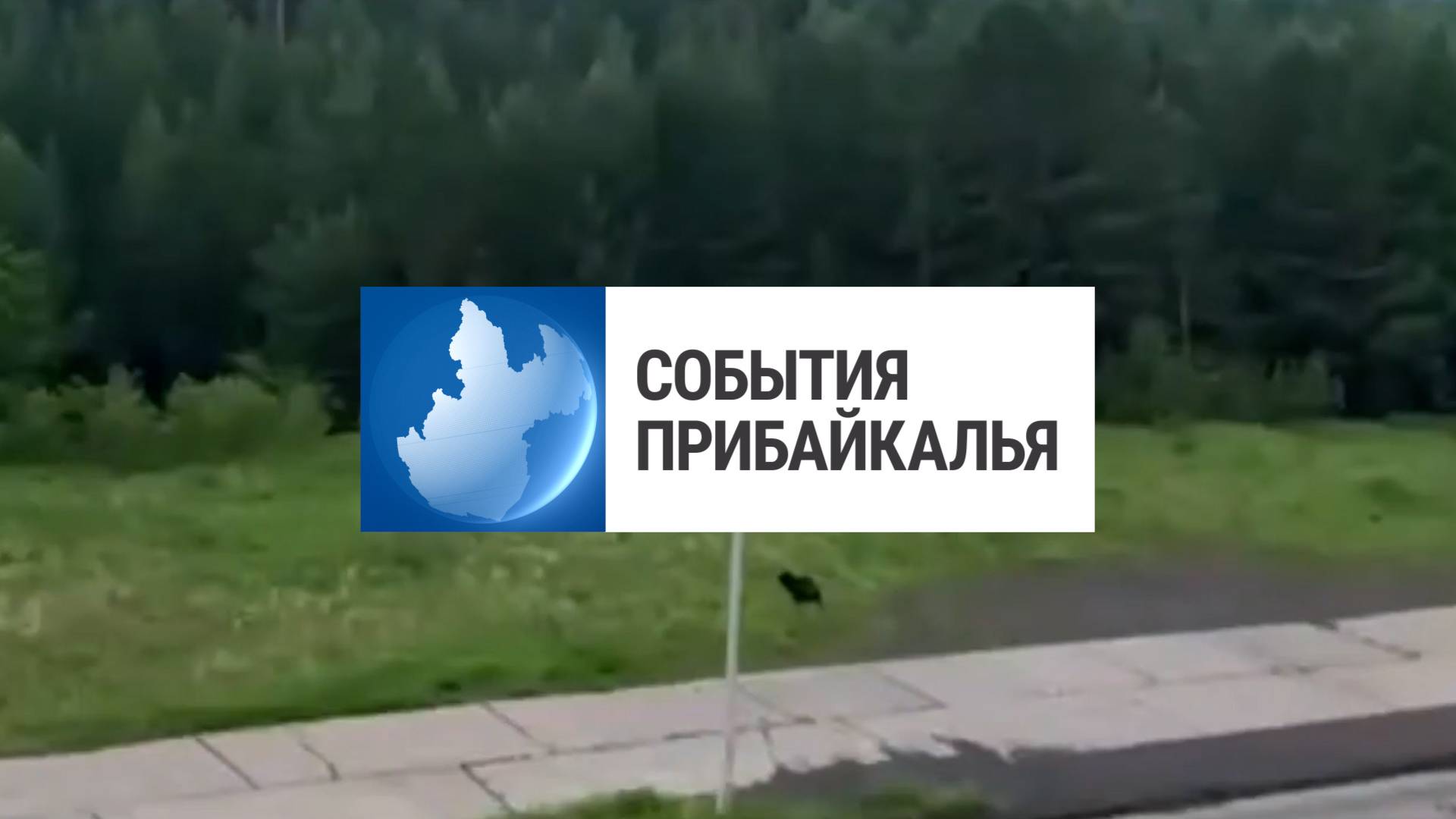 События Прибайкалья от 18.06.2025 | Медведь в городе | Почтили память солдата | Новые учебники