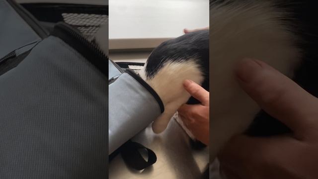 Нашего кота сильно покусали на даче, он проходит лечение