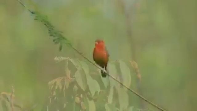Самые красивые животные на планете: обзор удивительных созданий ч.59